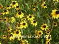 虫の声　みかんの木のオカリナ　テナー管演奏